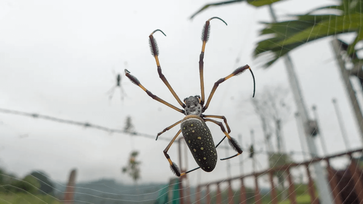 Golden silk orb-weaver