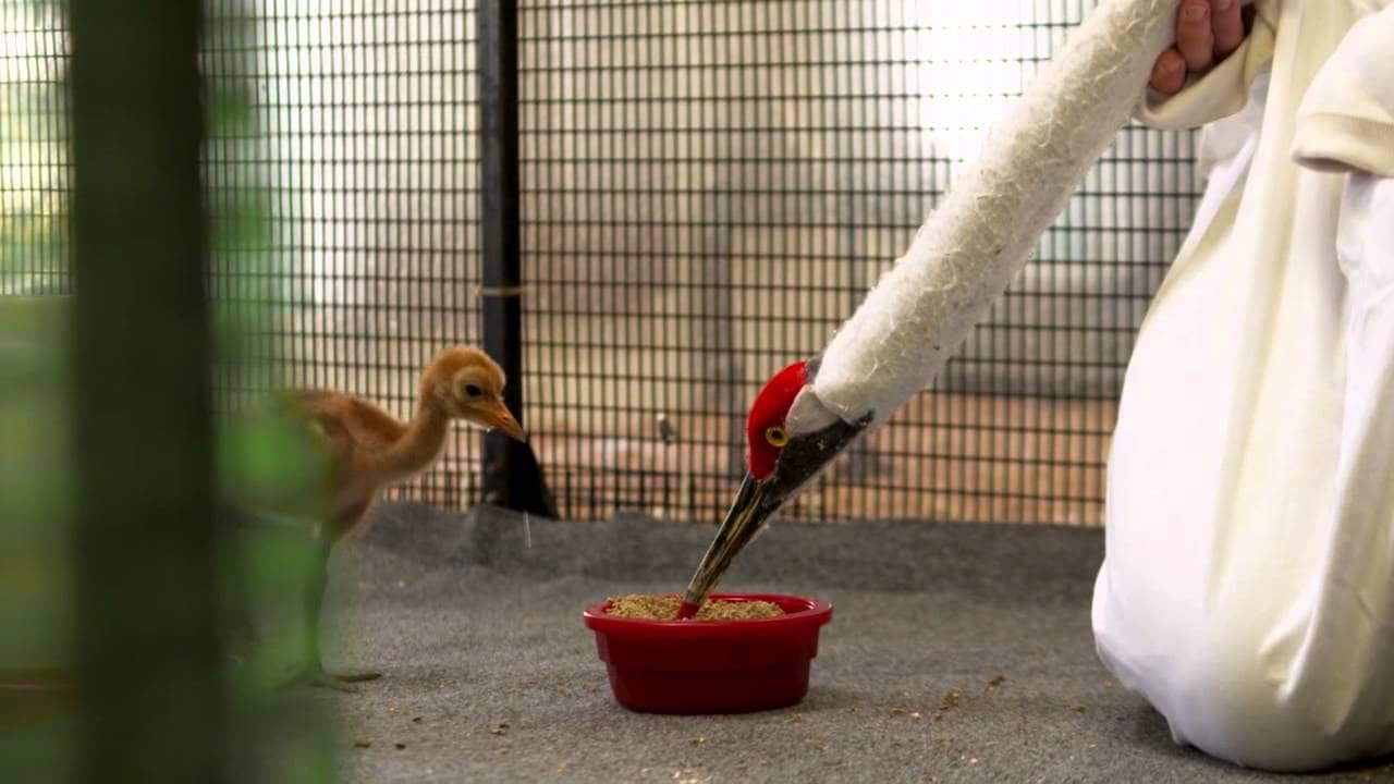 NFWF has supported several projects to help the cranes' recovery, from hatching chicks in captivity to teaching them how to migrate, like wild birds do.
