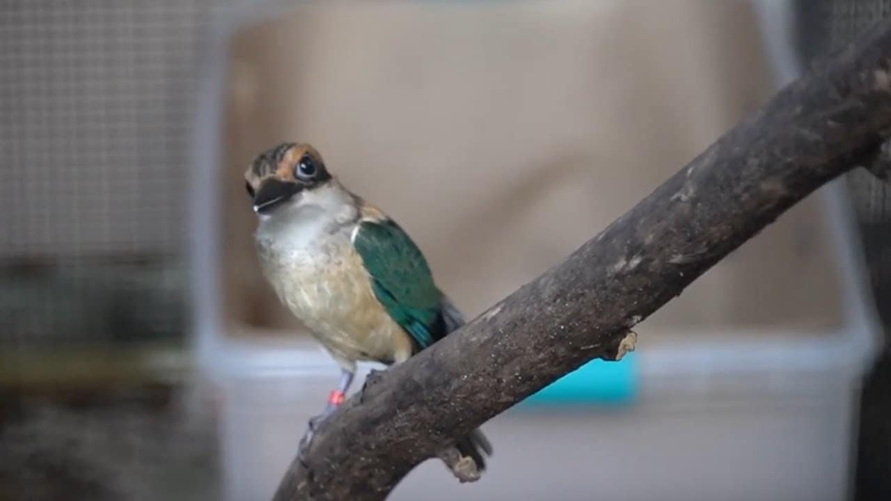 The Sihek (Guam Kingfisher)