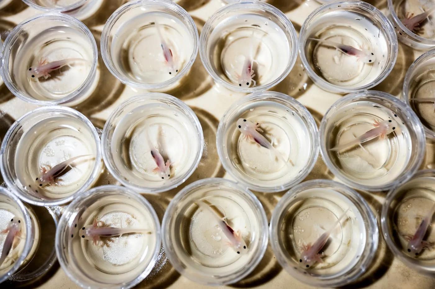 Axolotls in Professor James Monaghan’s laboratory.