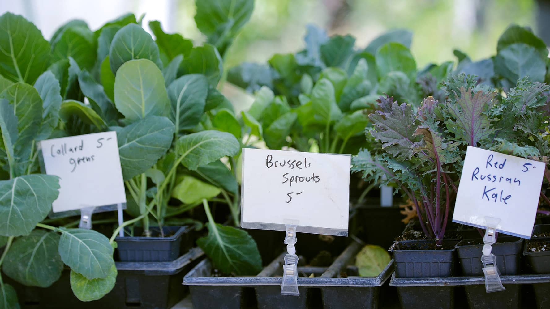 2024 Plant Sale and Garden Festival