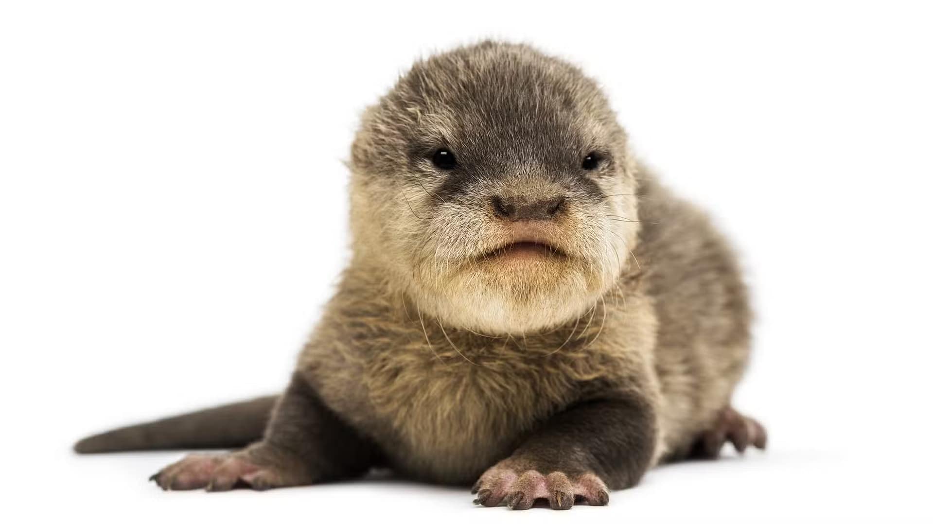 The Asian small-clawed otter