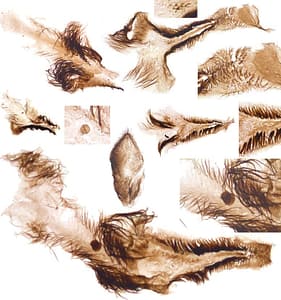 Exceptionally preserved early animals from more than half a billion years ago has been discovered in the Grand Canyon.