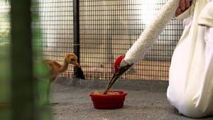 NFWF has supported several projects to help the cranes' recovery, from hatching chicks in captivity to teaching them how to migrate, like wild birds do.