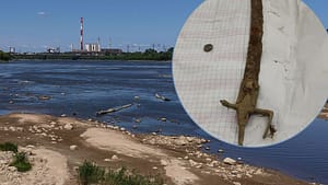 A rusty infantry saber, likely used by grenadiers or non-commissioned officers in the second half of the 18th century, has been found in Warsaw’s Vistula River.