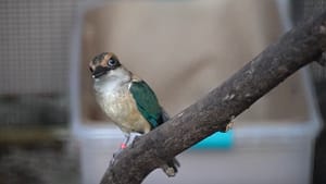 The Sihek (Guam Kingfisher)