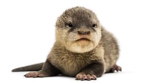 The Asian small-clawed otter