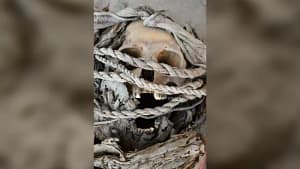 A skull from one of the people buried at El Curaca in Peru