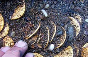 How diamond miners discovered a 500-year-old Portuguese shipwreck in the Namib Desert