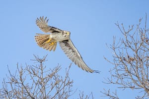 Prairie Falcon. Marti Phillips