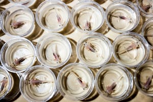 Axolotls in Professor James Monaghan’s laboratory.
