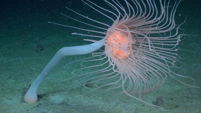 A solitary hydroid