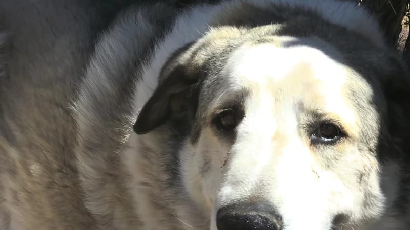 Buford, an Anatolian Pyrenees