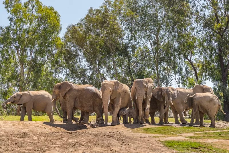 Elephants at the San Diego Zoo
