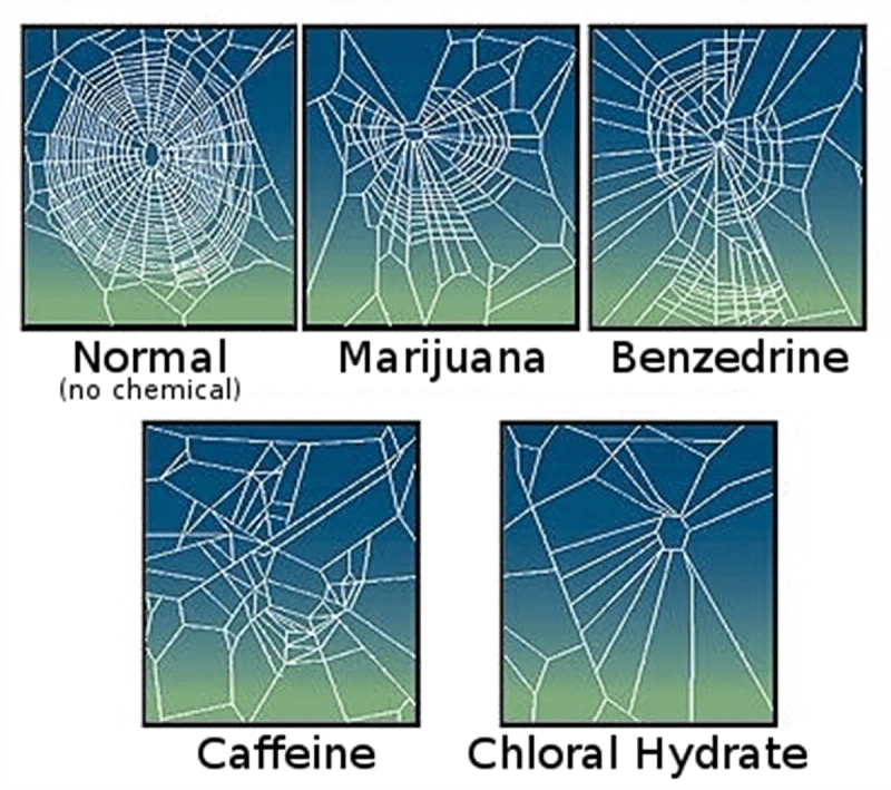 Spiders on caffeine are particularly chaotic.