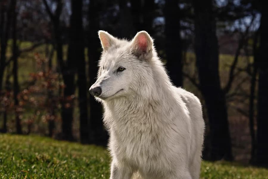 One of the “dire wolves”