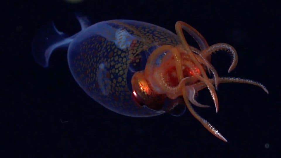 The first confirmed live observation of the colossal squid, Mesonychoteuthis hamilton